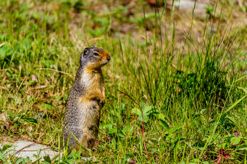 A gopher keeping watch near the burrow in the alpine region of Sun Peaks in British Columbia