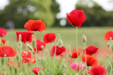 ポピーのお花畑で新鮮な空気 Fresh air in flower fields