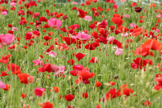 5 844 件の最適な ポピーの花畑 画像 ストック写真 ベクター Adobe Stock 5 844 件の最適な ポピーの花畑 画像 ストック写真 ベクター Adobe Stock