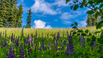 Wild Lupin flowers in the High Alpine of Sun Peaks ski resort in central British Columbia in the spring