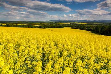 Obraz premium Yellow colza field