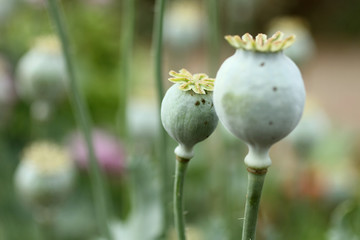 Obraz premium Flower pods of a poppy plant in a garden.