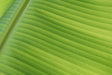 Banana leaves