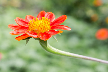 Close up Mexican sunflower,