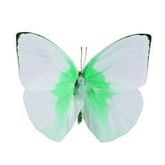 Obraz na płótnie Canvas fancy butterfly isolated on white