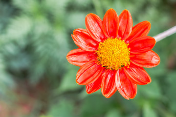 Close up Mexican sunflower,