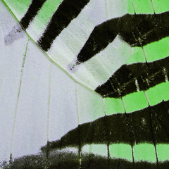 green butterfly wing