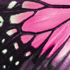 pink butterfly wing