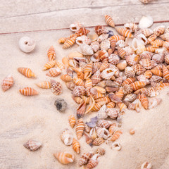 Sea shells on sand. Summer beach background