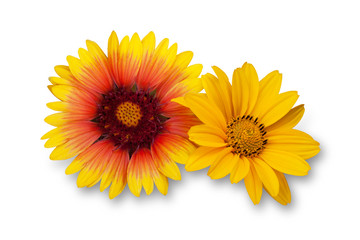 orange and yellow dahlia flowers on a white background