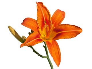 Red daylily flower isolated on white © gna60