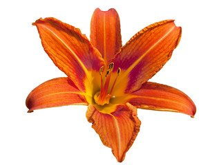 Red daylily flower isolated on white