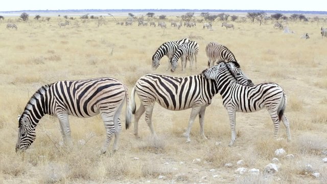 Burchell's zebra with foal nibbling and cleaning fur, Etosha national Park, Ombika, Kunene, Namibia. True wildlife.