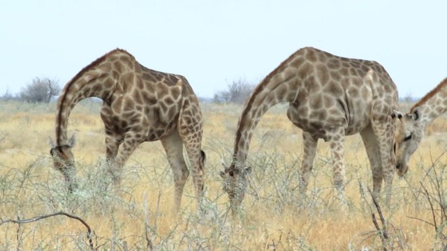 Giraffa camelopardalis grazing Etosha national Park, Ombika, Kunene, Namibia, true wildlife