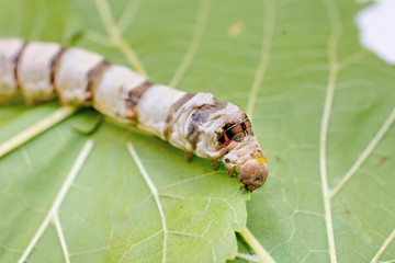 Extreme close up of a silkworm