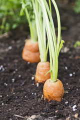 Möhren im Garten