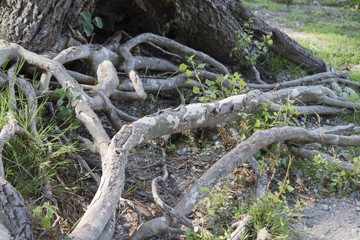 tree roots