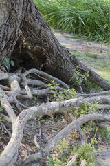 tree roots