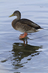 ducks on lake