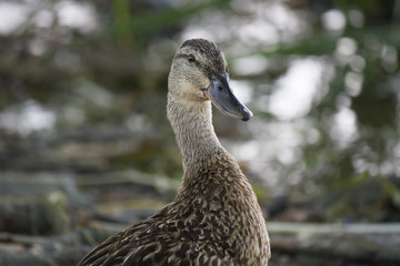 duck on lake