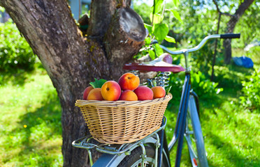  ripe apricots