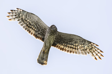Northern Harrier