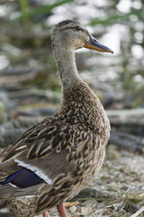 duck on lake