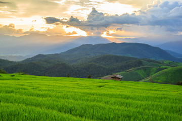 Obraz premium Green Terraced Rice Field in Pa Pong Pieng , Mae Chaem, Chiang Mai, Thailand