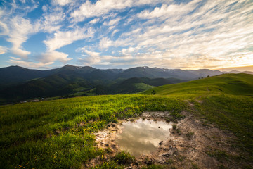 mountain summer landscape. trees near meadow and forest