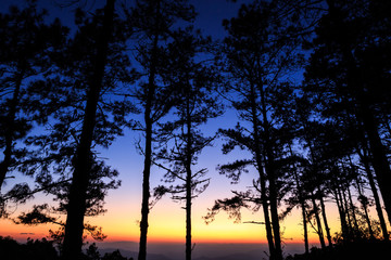 Twilight sky with silhouette pine tree