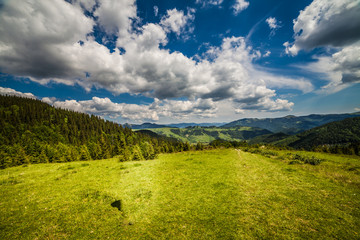 Cow on mountain pasture in the alps