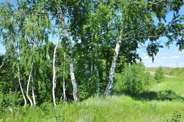 Берёзы на краю леса