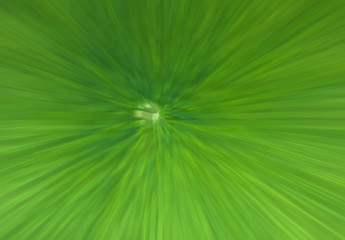 Green leaf lotus texture. abstract background of lotus leaf.