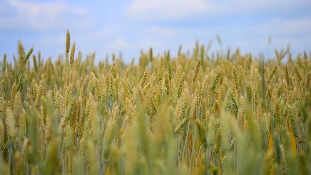 ears of corn growing on a field of wheat and swaying in the wind