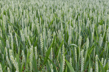 Green unripe wheat