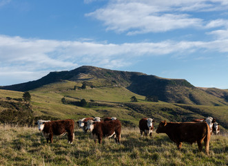 Fototapeta na wymiar Herd of Hereford steers on mountain pasture