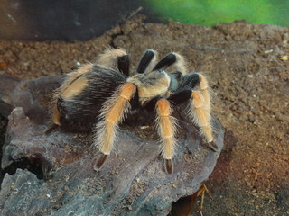 Tarantula