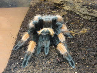 Tarantula