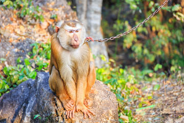 Southern pig-tailed macaque being bound with chains