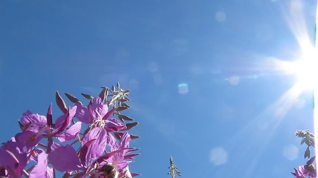 Blooming fireweed and bees.
Bees collect nectar and pollen from fireweed.
To collect nectar and pollen bees need to fly a lot of flowers.