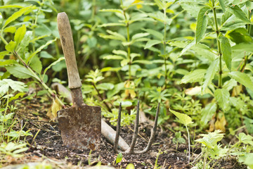 neue Pflanzen im Garten ziehen