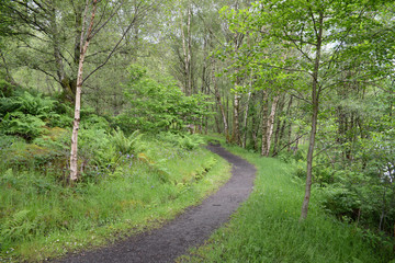 Fototapeta na wymiar Chemin en forêt
