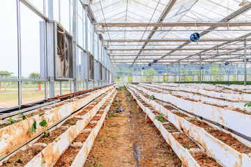 Fototapeta premium greenhouse