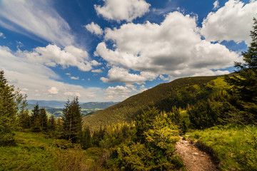 mountain summer landscape. trees near meadow