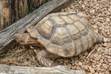 Geochelone sulcata. Tortuga de Espuelas Africana.
