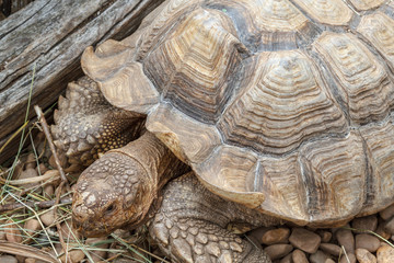Fototapeta premium Geochelone sulcata. Tortuga de Espuelas Africana. 