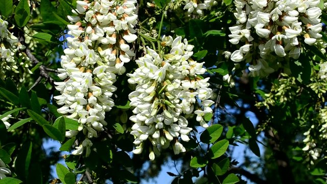 Beautiful black locust blossom swaying in wind with a bee