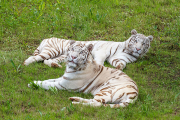 Fototapeta na wymiar Panthera tigris. Tigres de Bengala blancos, tumbados en la hierba. 