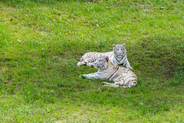 Panthera tigris. Tigres de Bengala blancos, tumbados en la hierba.

