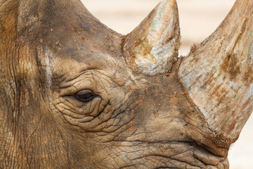 Obraz premium Ceratotherium simum. Cabeza del Rinoceronte Blanco. 